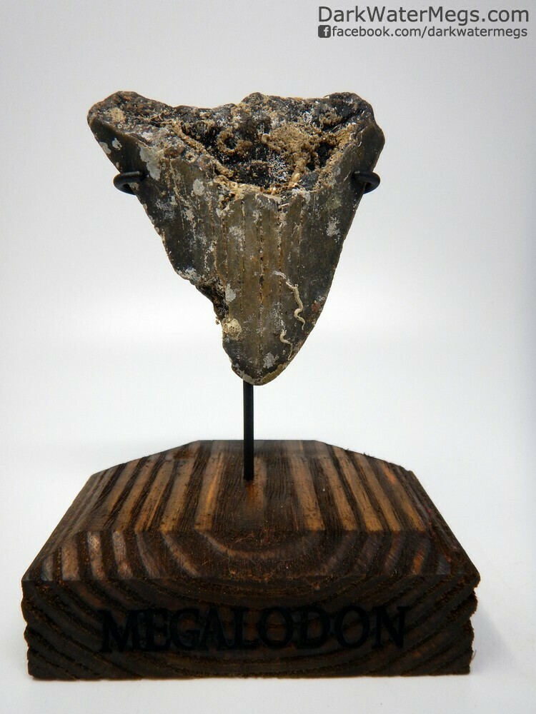 3.88 megalodon with wood stand