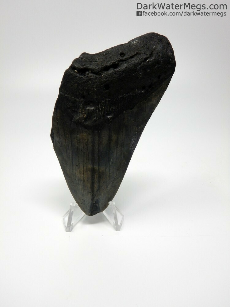 3.99 megalodon with clear stand