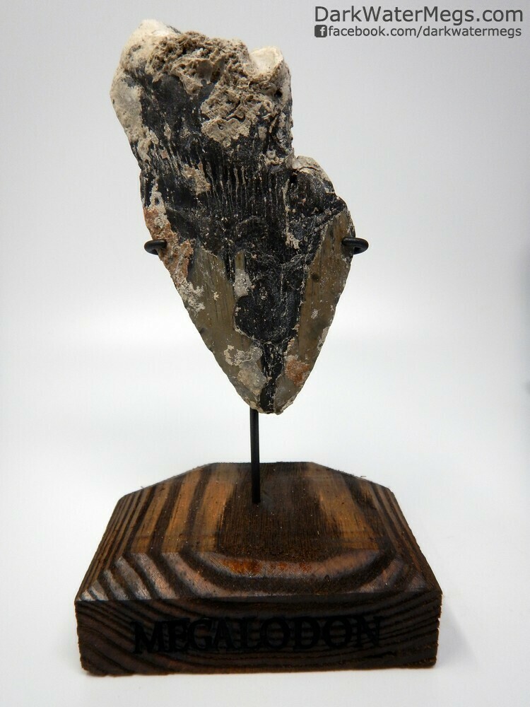 5.86 megalodon with wood stand
