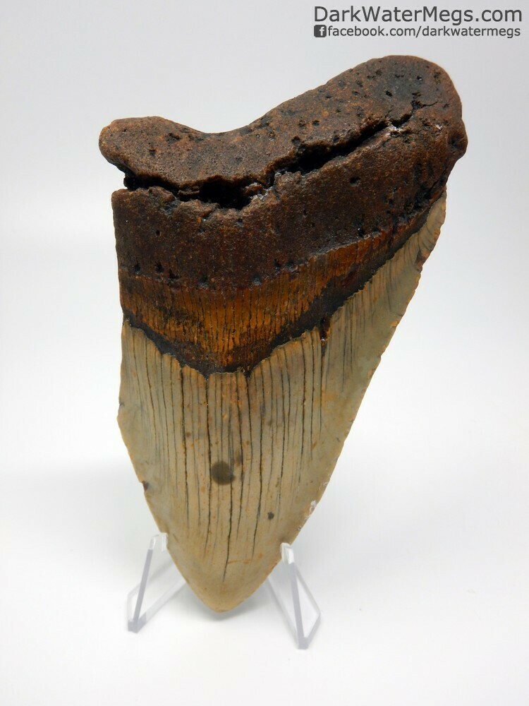 5.27 megalodon with clear stand