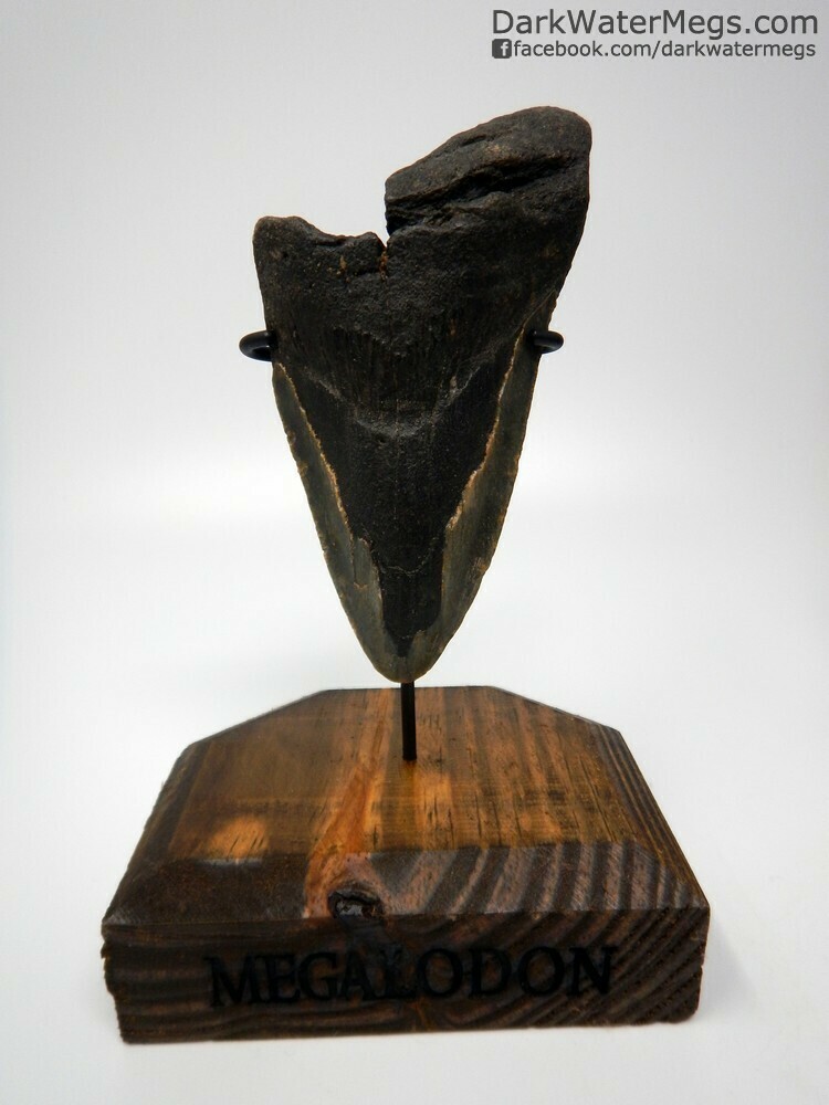 5.01 megalodon with wood stand