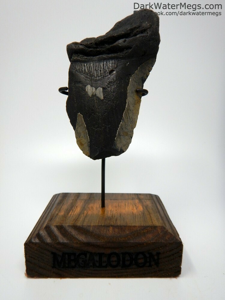 5.69 megalodon with wood stand