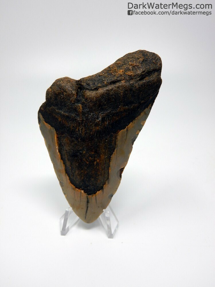3.78 megalodon with clear stand