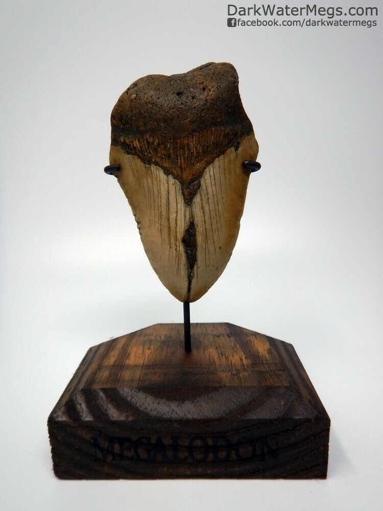 4.57 megalodon with wood stand