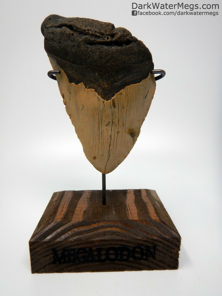 5.58 megalodon with wood stand