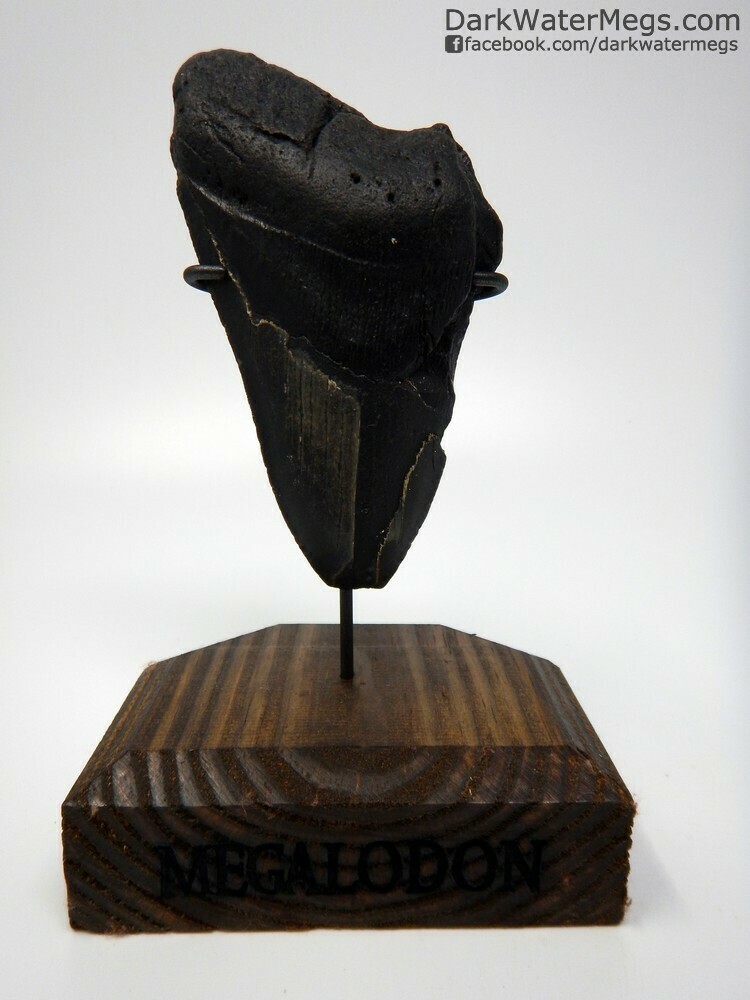 5.26 megalodon with wood stand