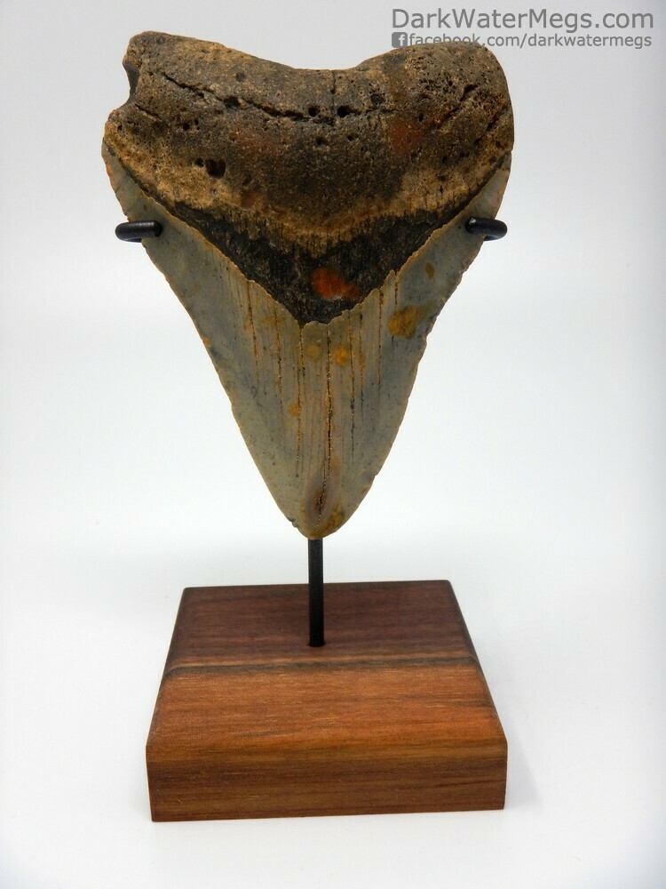 4.19&quot; Beautiful Megalodon On Stand