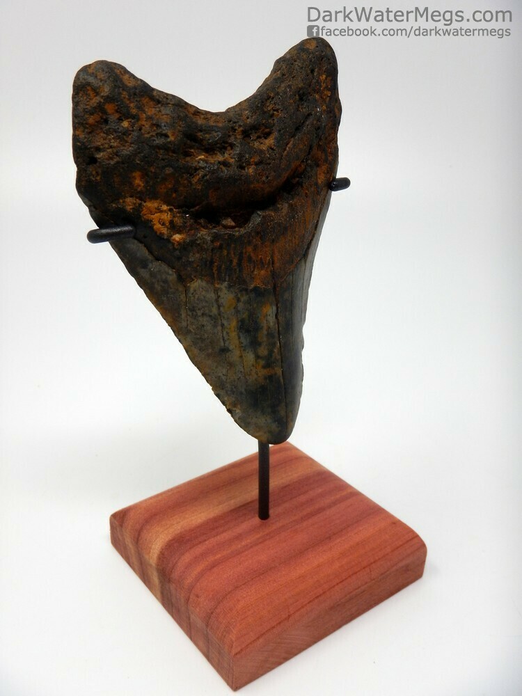 4.36&quot; Multi Colored Megalodon on Stand