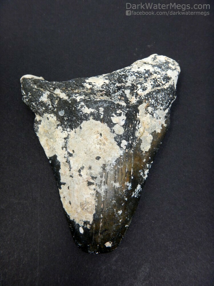 3.51&quot; Uncleaned Megalodon Tooth