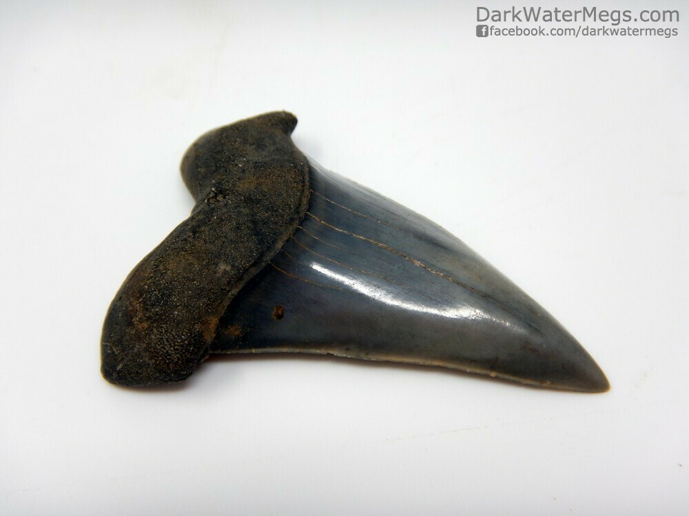 1.77&quot; needle sharp Mako
