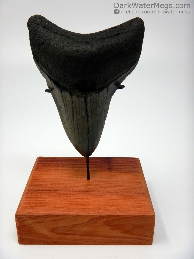 3.37&quot; Dark Megalodon On Stand