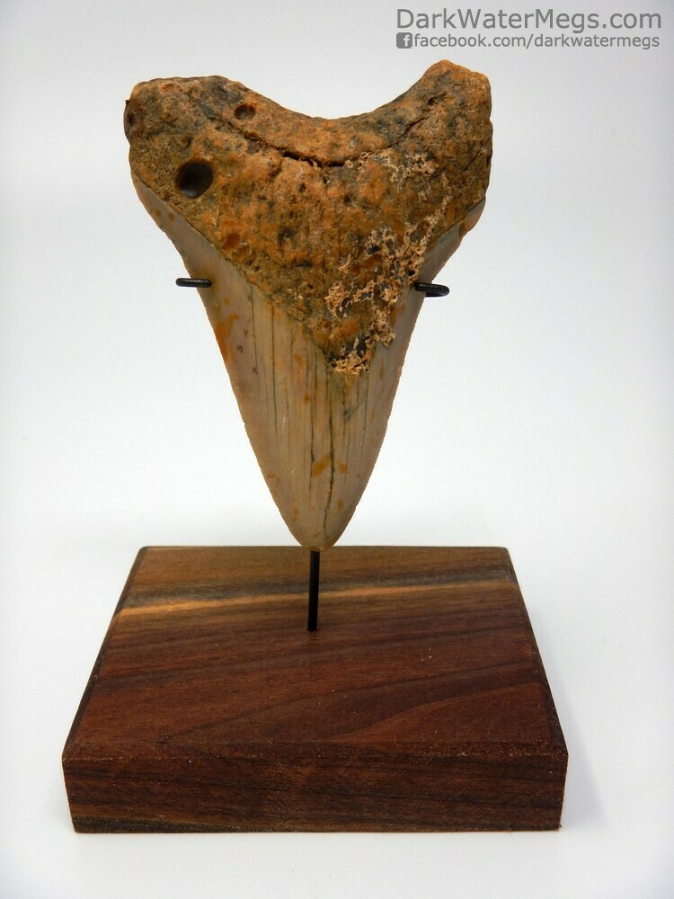 3.13&quot; Lower Megalodon Tooth on Stand