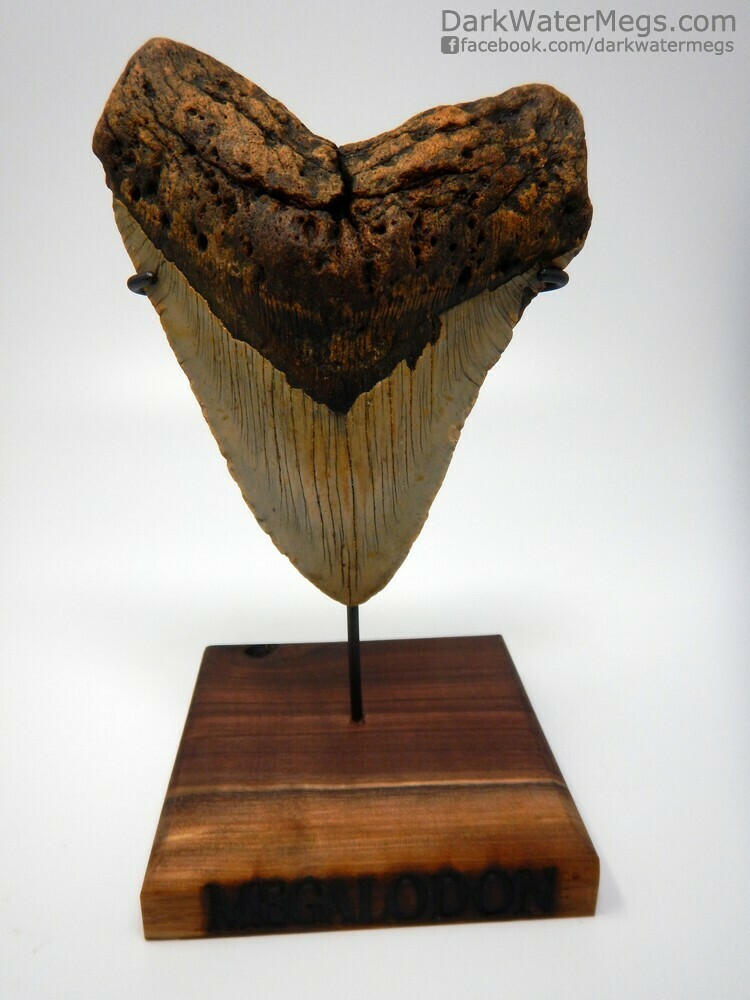 5.62&quot; Stunning Megalodon With Stand