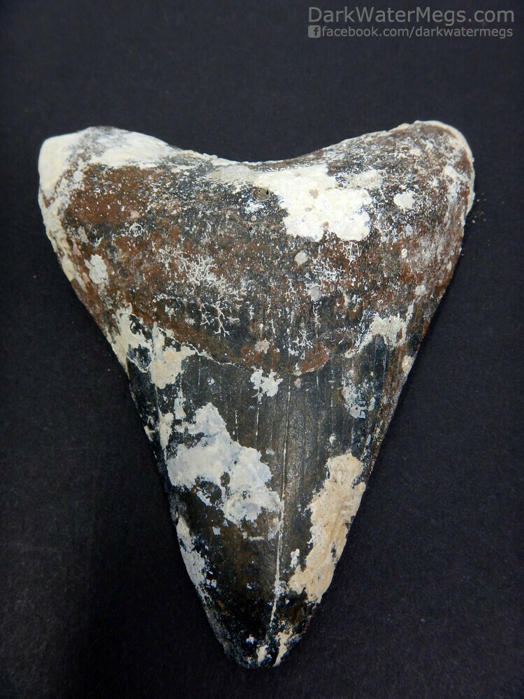3.54&quot; Uncleaned Megalodon Tooth