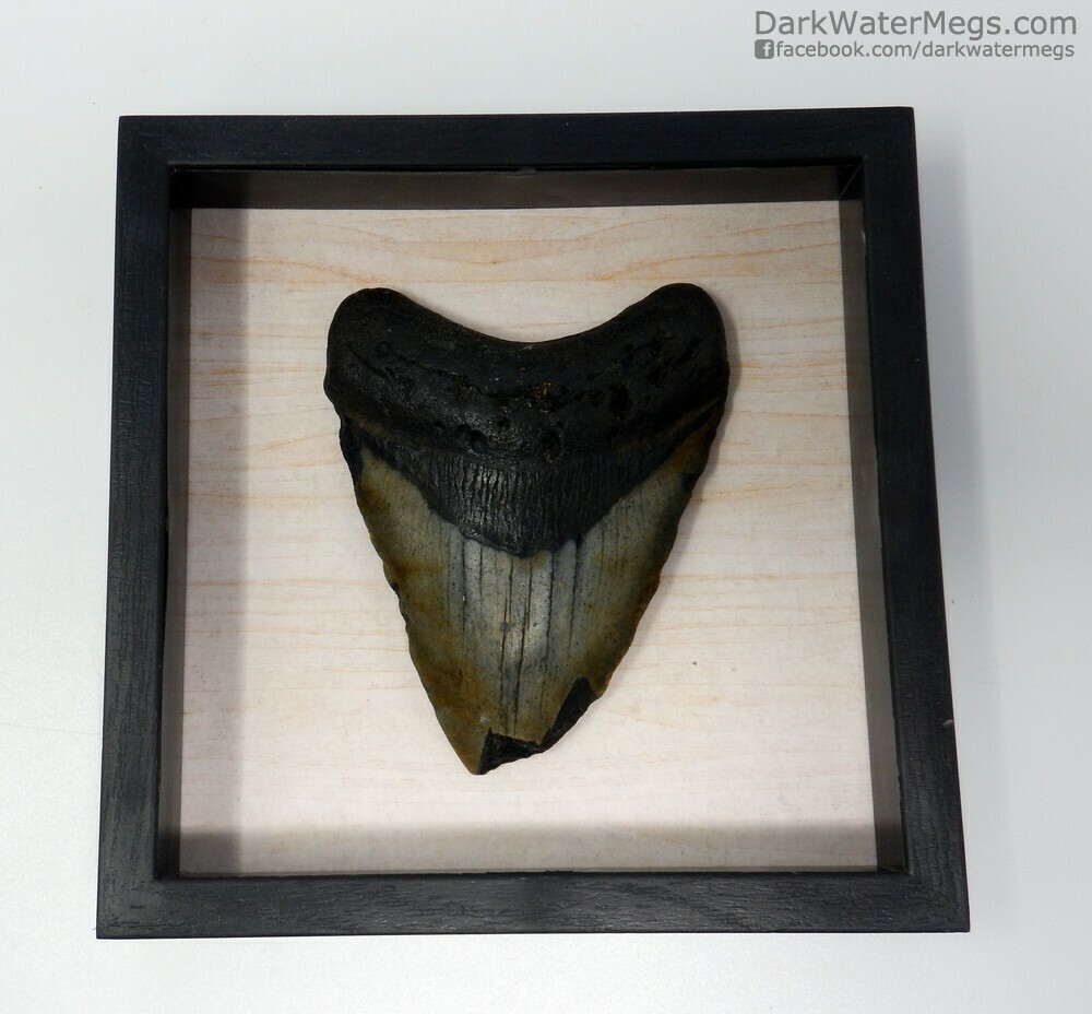 4.11&quot;  Megalodon in shadow box frame
