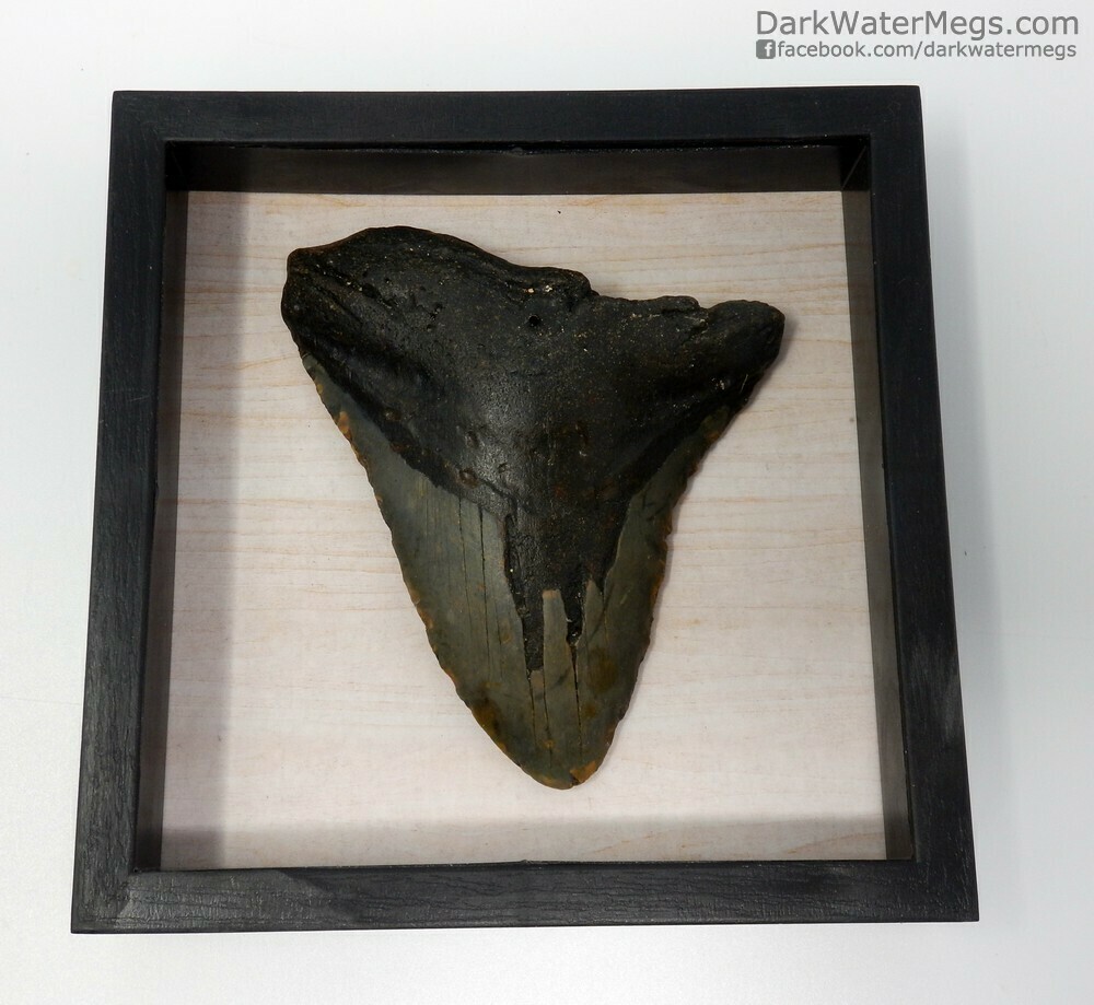 4.53&quot;  Megalodon in shadow box frame