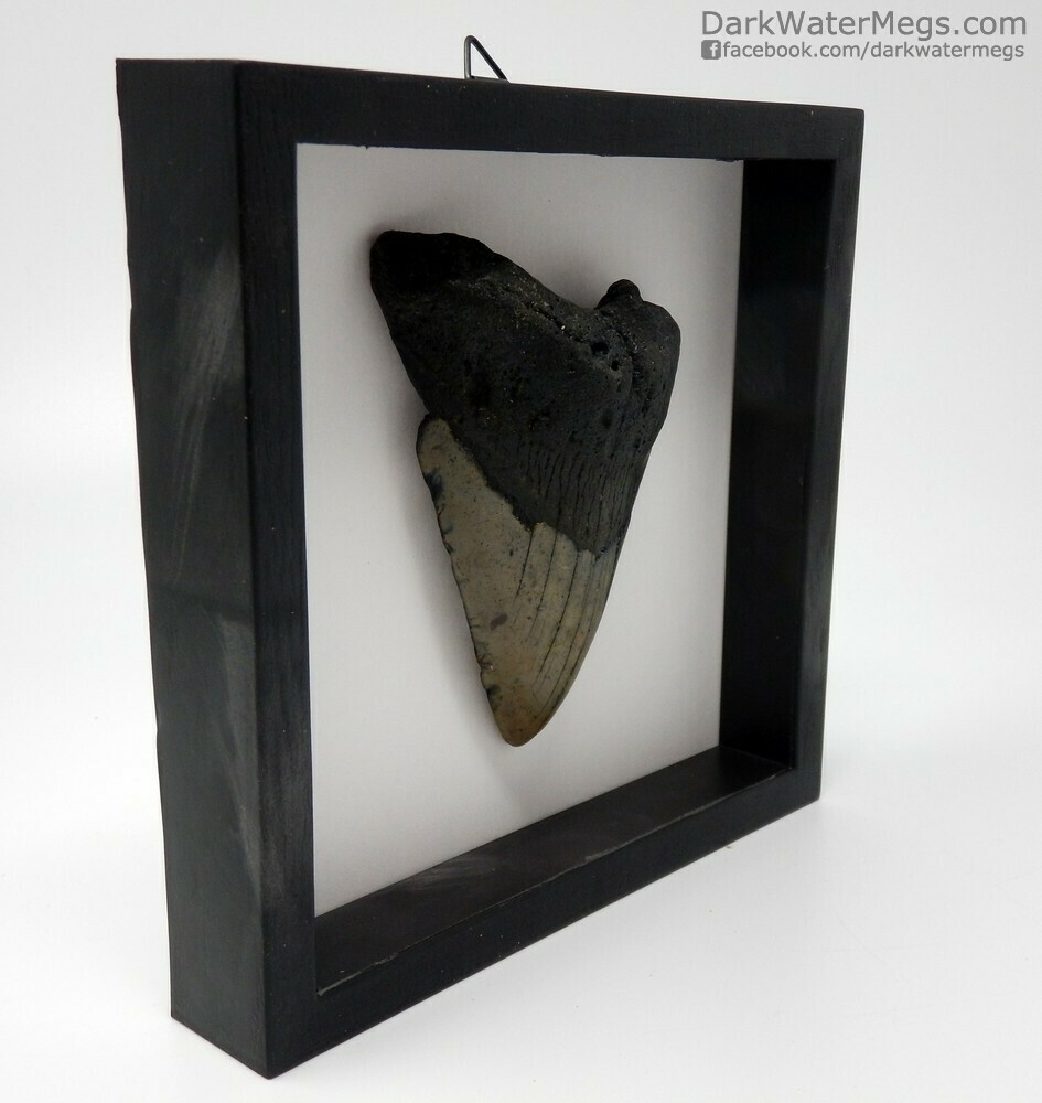 4.08&quot;  Megalodon in shadow box frame