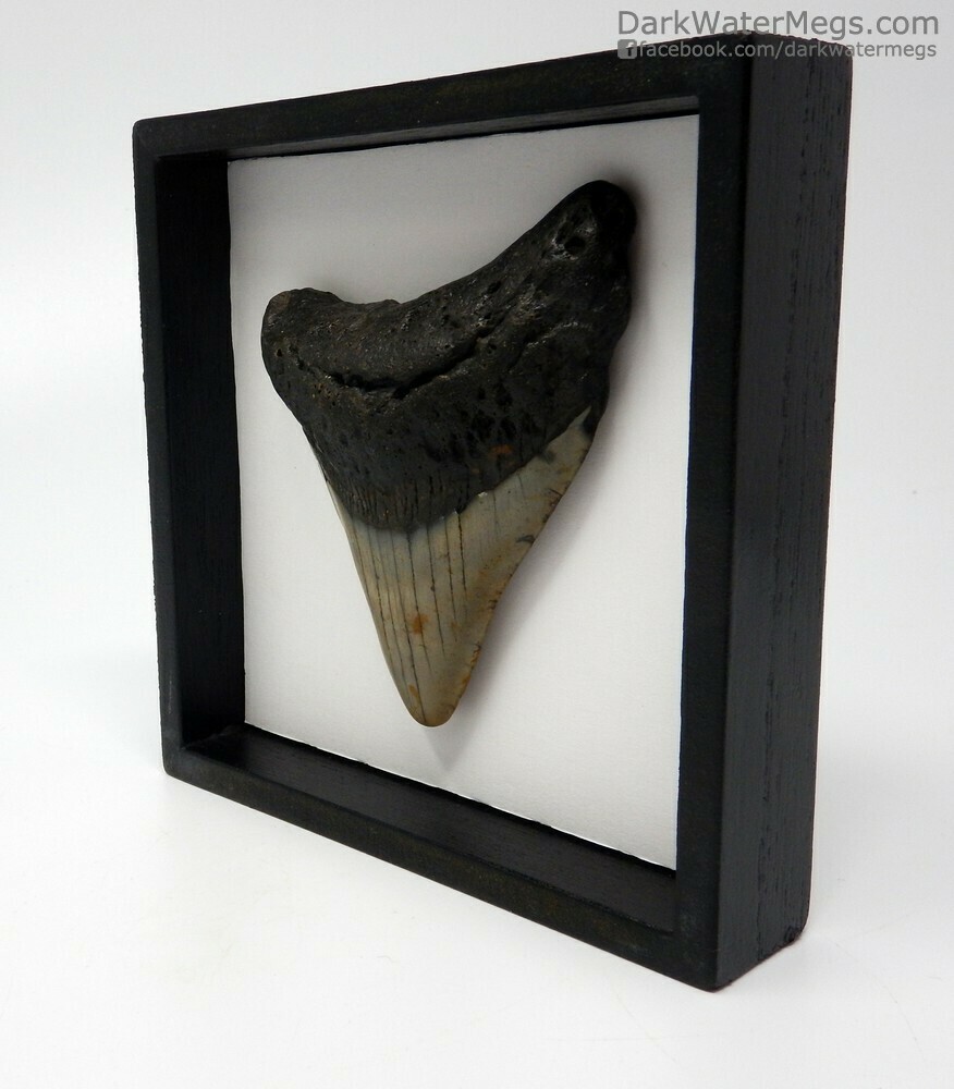 3.58&quot;  Megalodon in shadow box frame