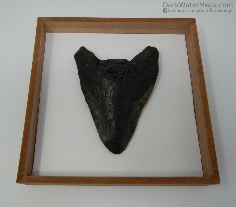 5.35&quot;  Megalodon in shadow box frame