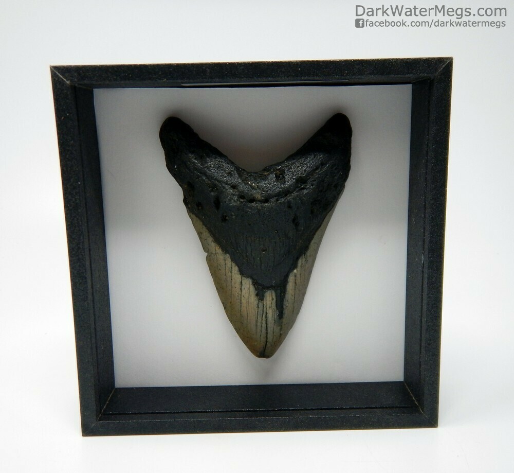 4.30&quot;  Megalodon in shadow box frame