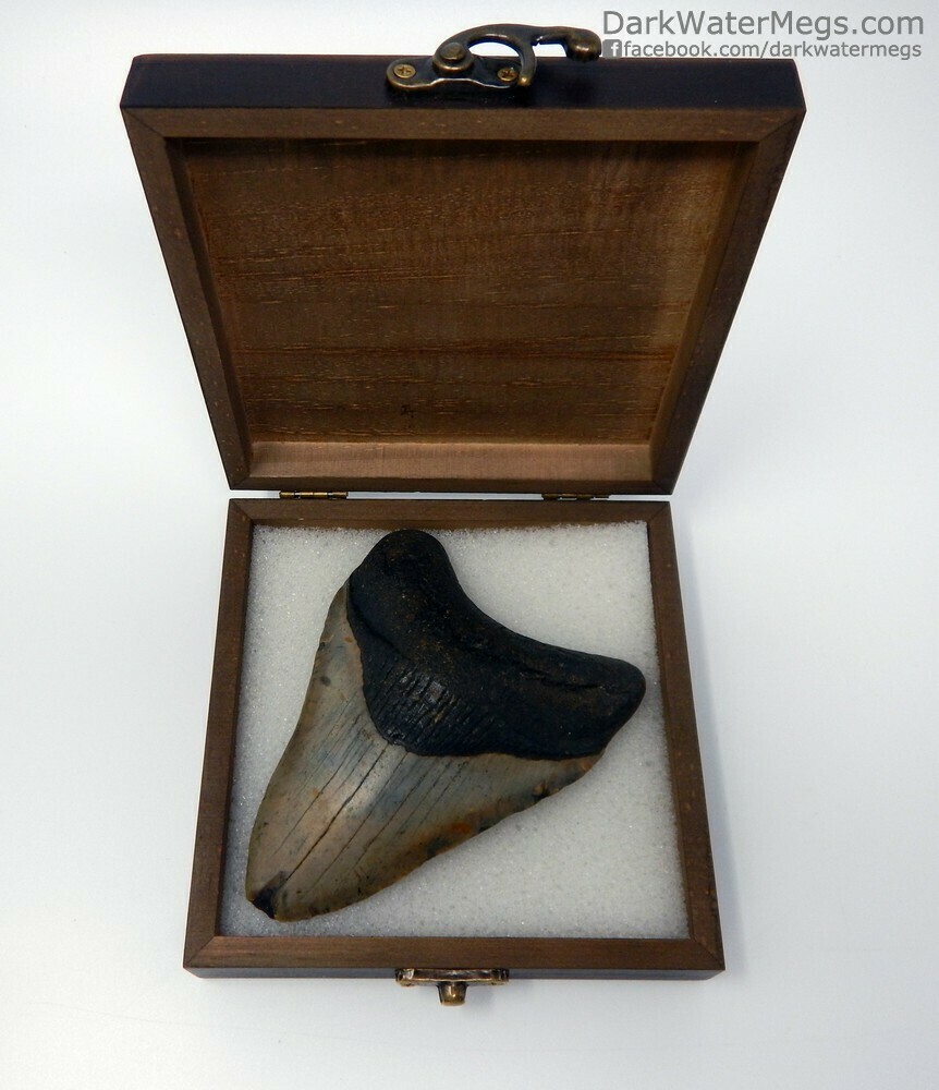 4.64&quot;  Nice Megalodon in box