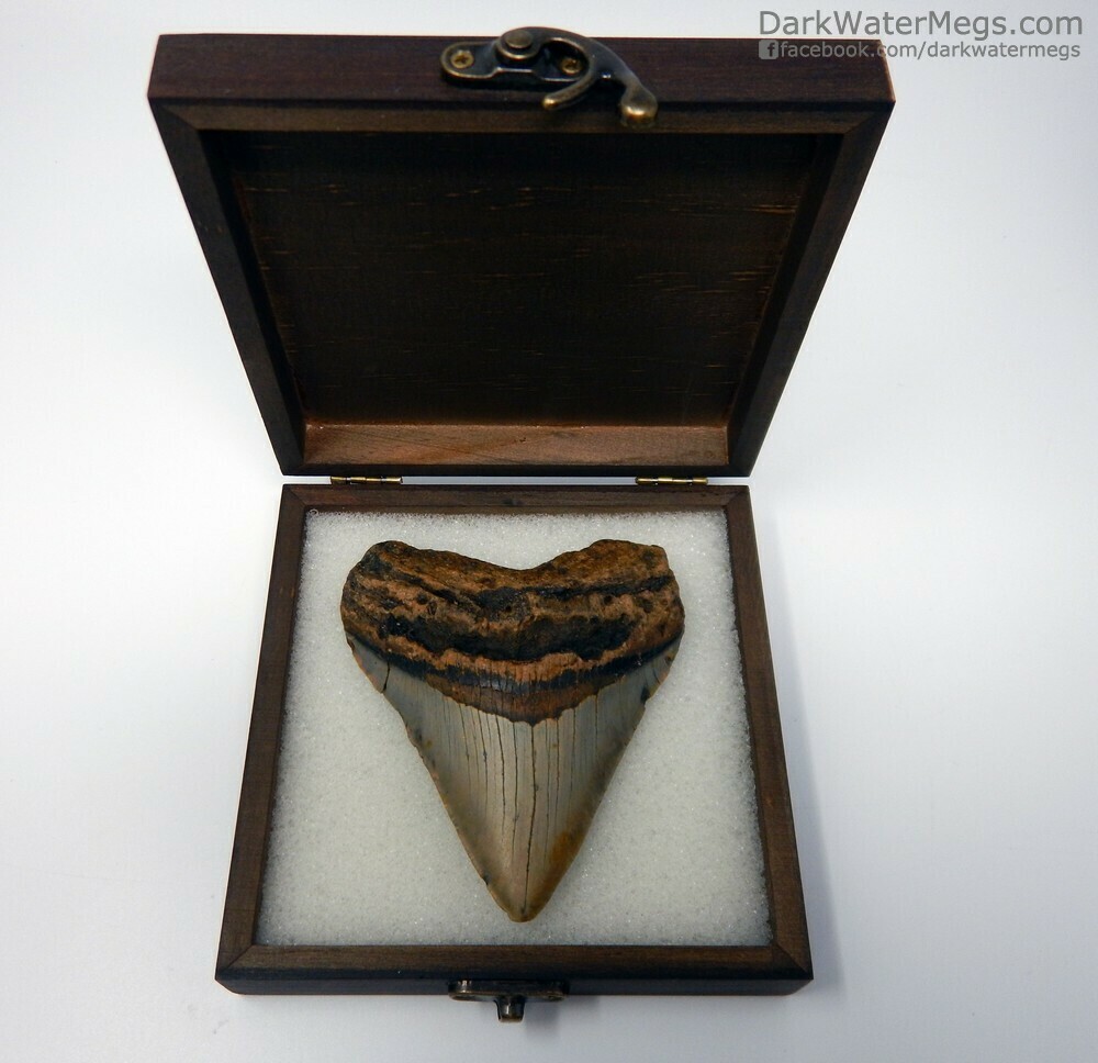 4.12&quot;  Beautiful Megalodon fossil in box