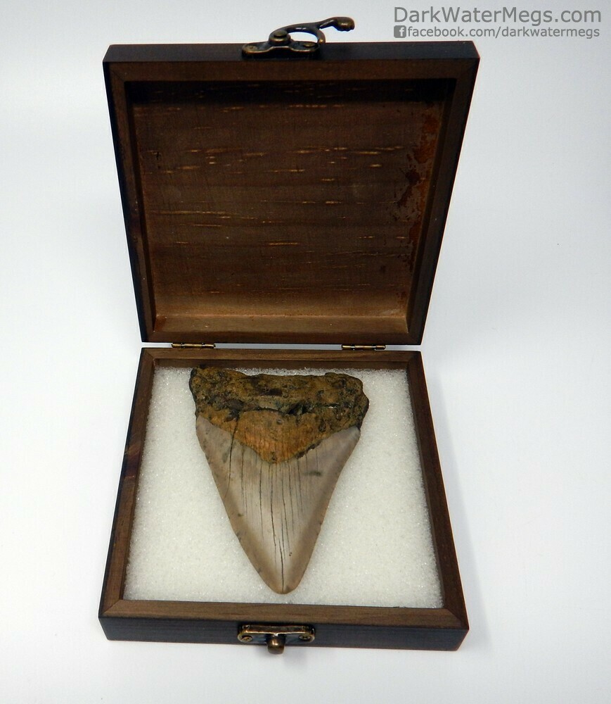 4.48&quot;  Beautiful Megalodon fossil in box