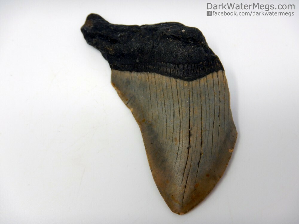 3.69&quot;  Curved Megalodon Fossil