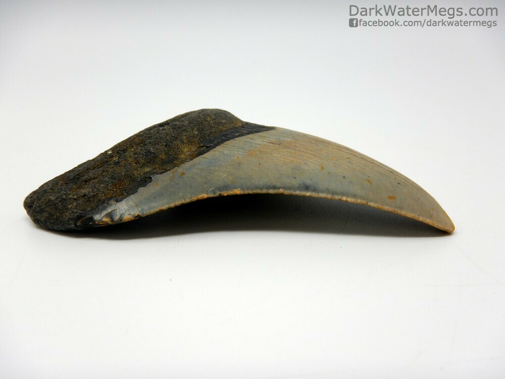 3.42&quot;  Curved Blade Megalodon Fossil