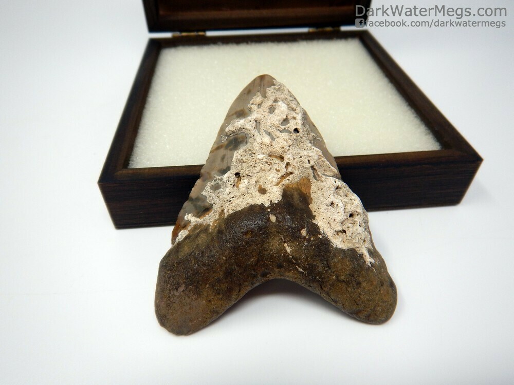 3.57&quot;  Megalodon with matrix fossil in box