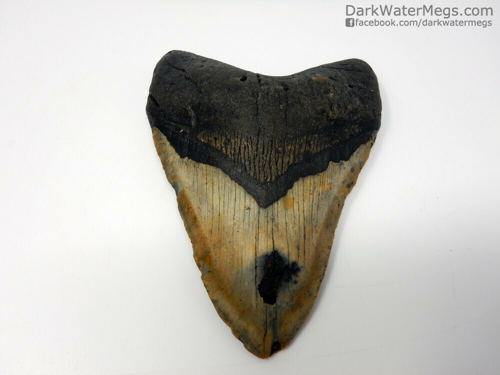 5.09&quot;  Megalodon Fossil With Dark Spot