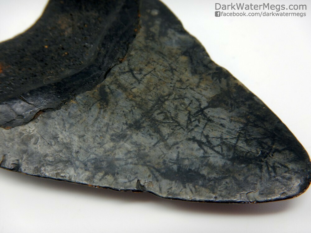 3.61&quot;  Patterened Megalodon Fossil