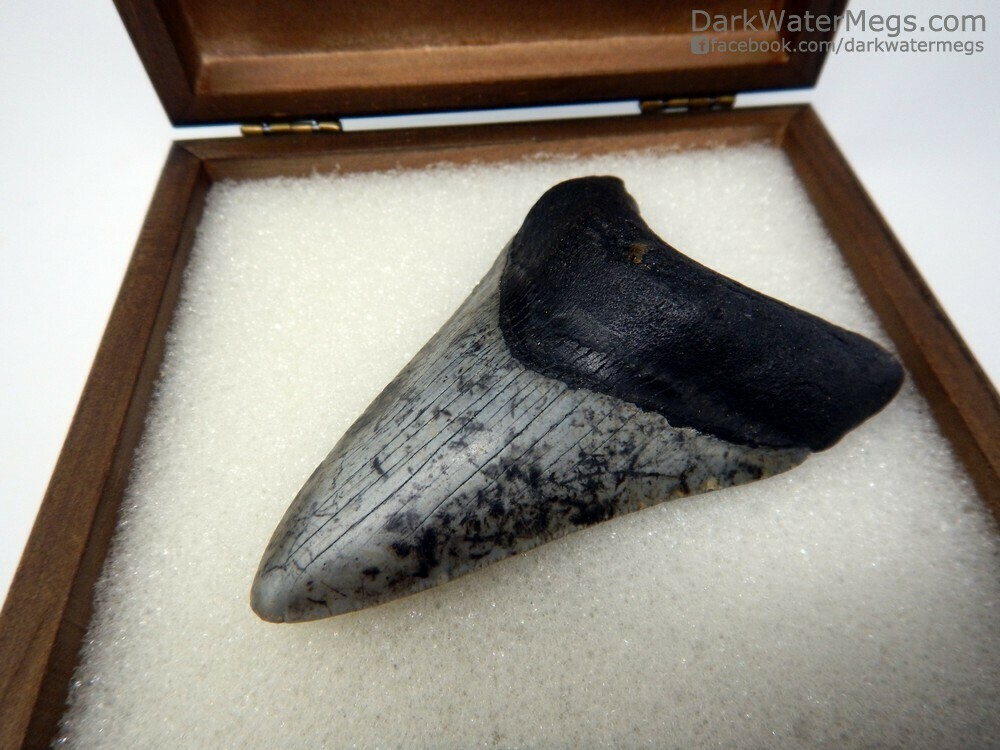 3.76&quot;  Patterned Blade Megalodon in Box