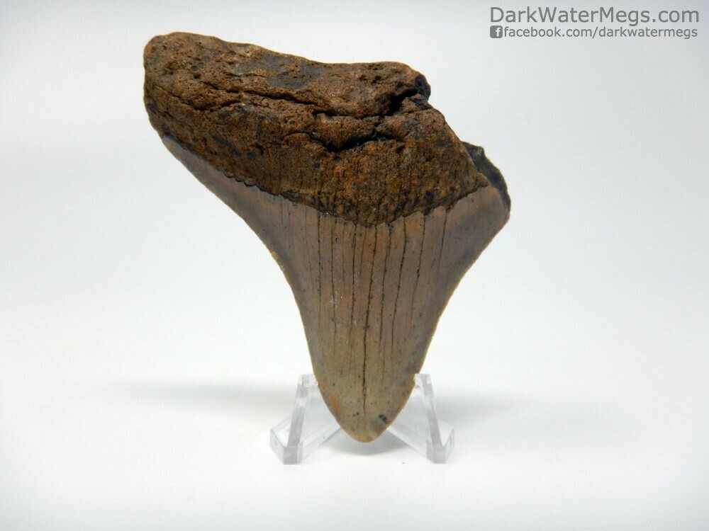 3.20&quot;  Orange and Tan Megalodon