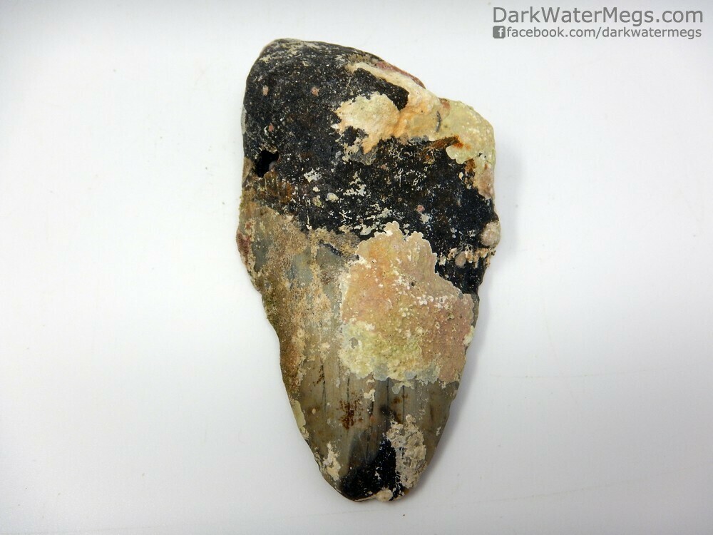 3.52&quot;  Uncleaned Megalodon Fossil