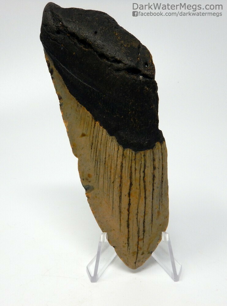 5.20&quot;  Bargain megalodon fossil