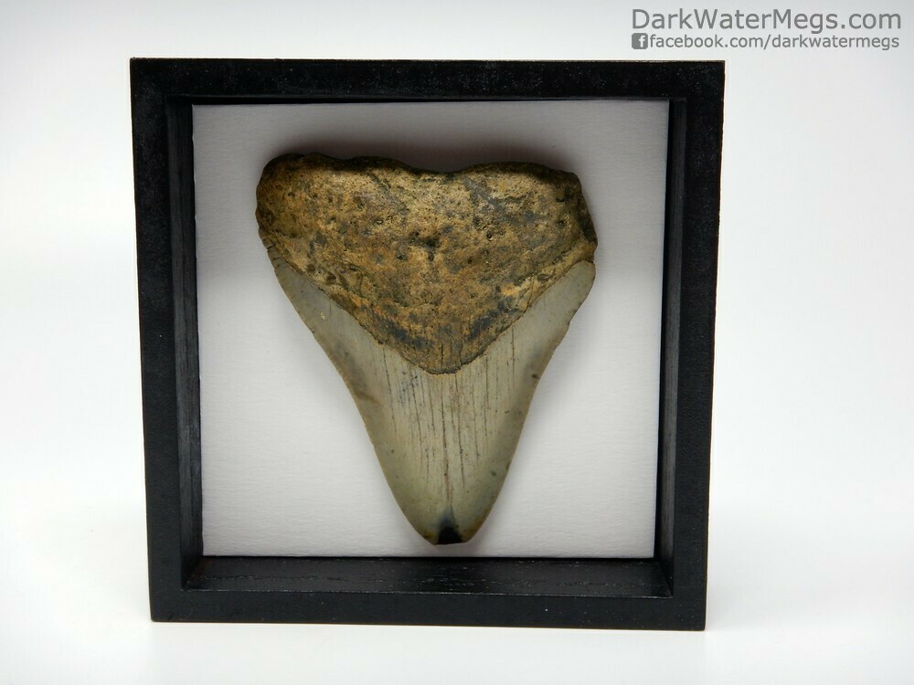 3.25&quot;  Megalodon fossil in shadow box frame