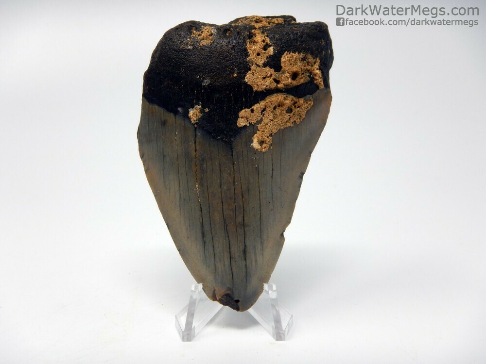 3.30&quot;  Megalodon tooth with matrix