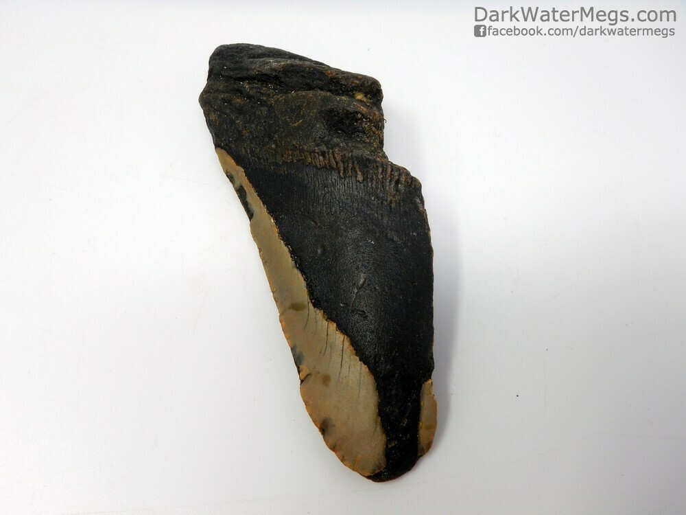 5.16&quot;  Bargain megalodon fossil
