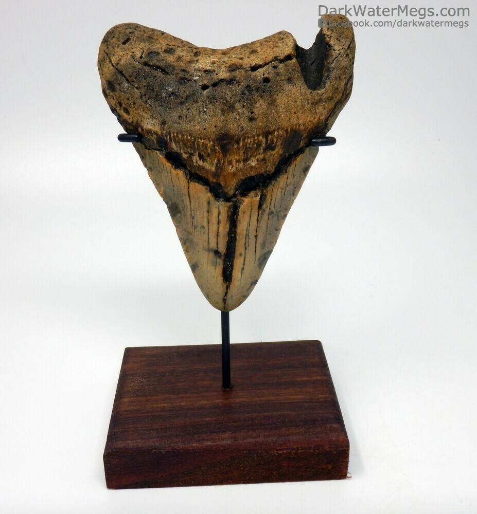 4.72&quot;  uniquely shaped megalodon on stand