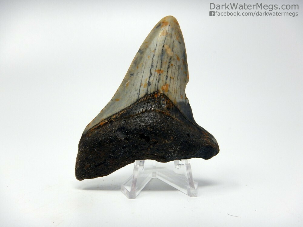 3.17&quot;  Juvenile Megalodon tooth