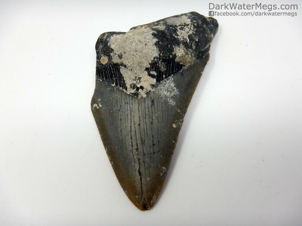 3.28&quot;  Uncleaned Megalodon Fossil
