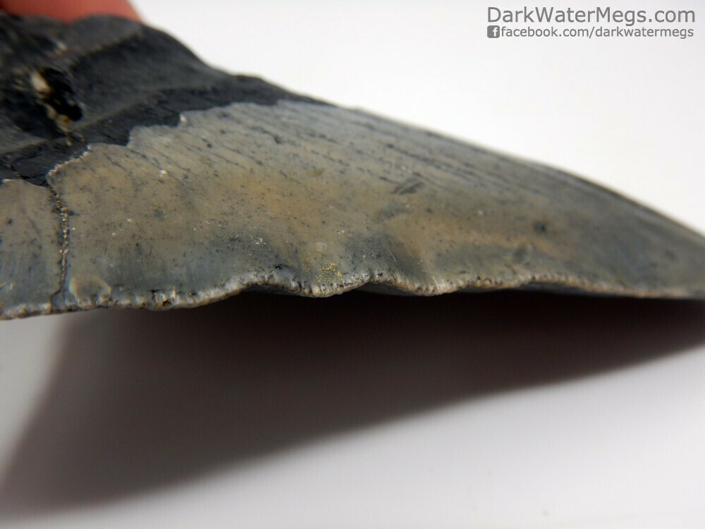 4.46&quot;  wrinkled blade megalodon fossil