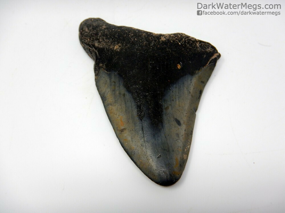 3.34&quot;  Worn Megalodon Fossil