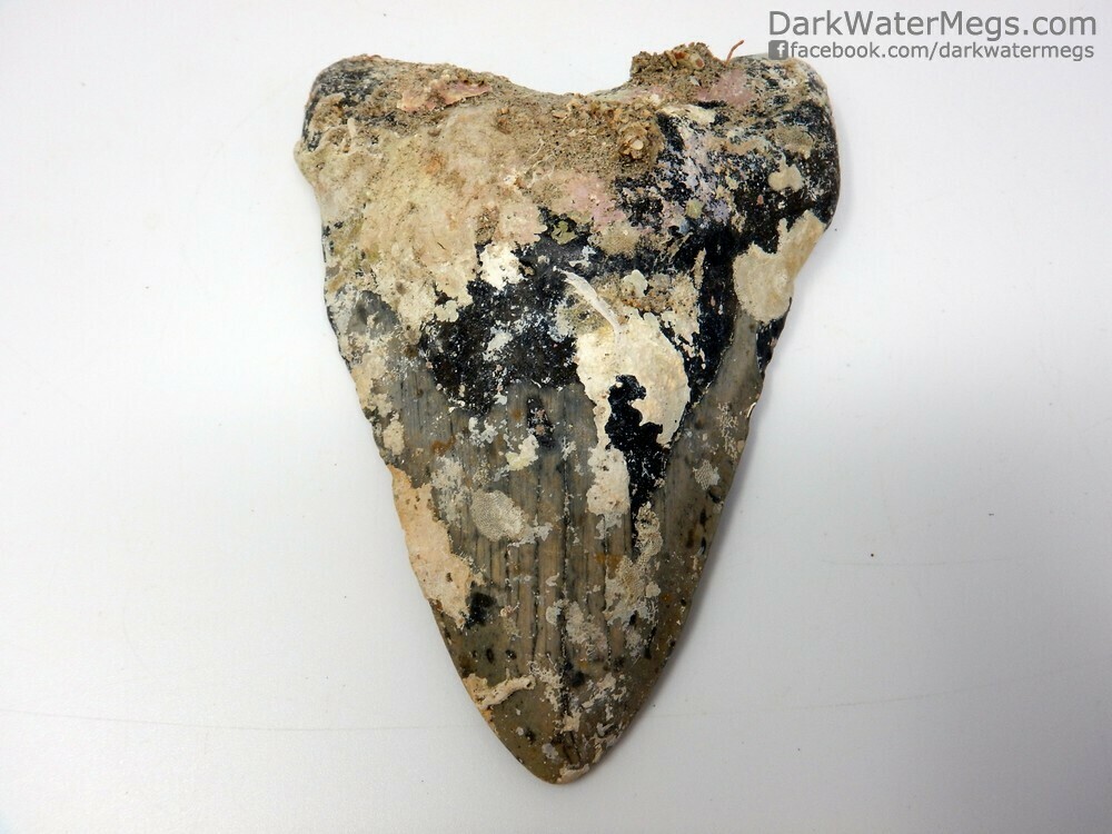 5.25&quot;  Uncleaned Megalodon Fossil