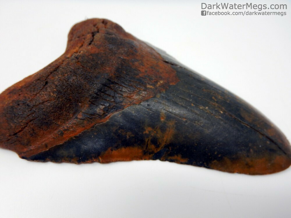 5.25&quot;  Beautiful Orange and Black Megalodon