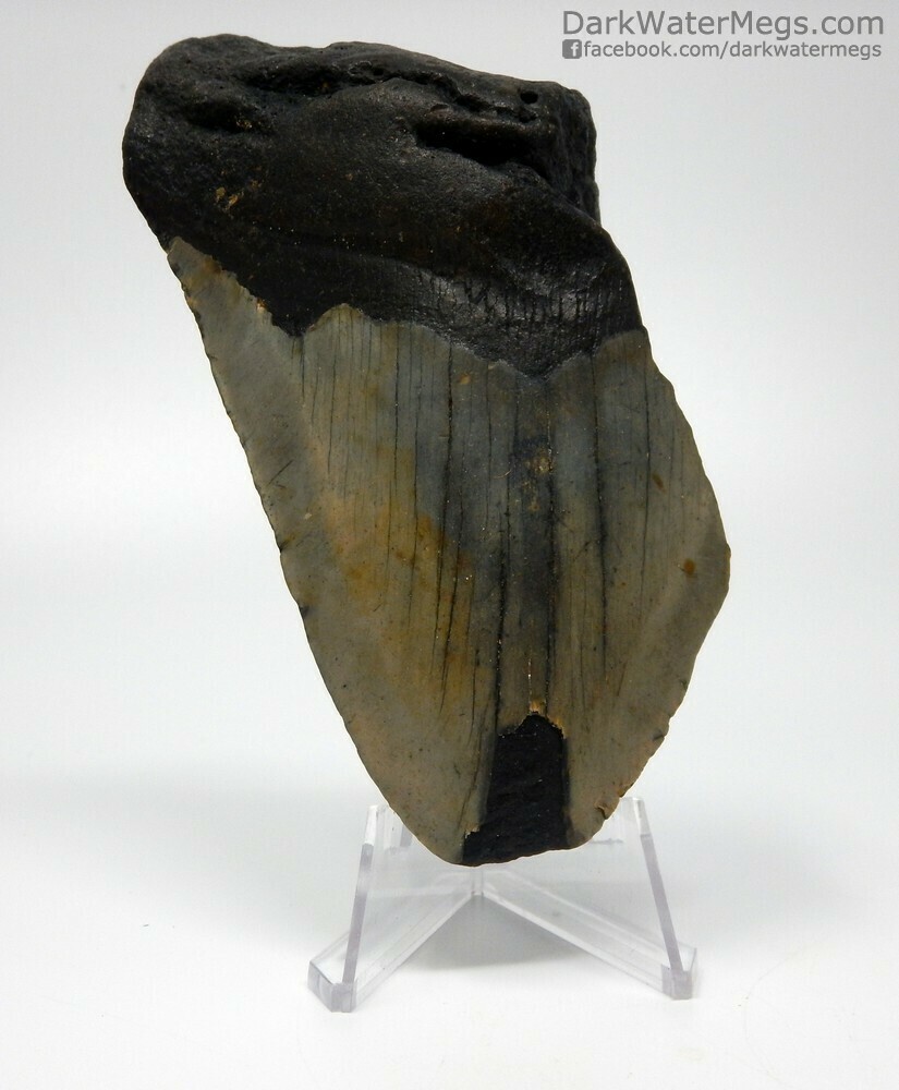 4.98&quot;  Bargain megalodon fossil