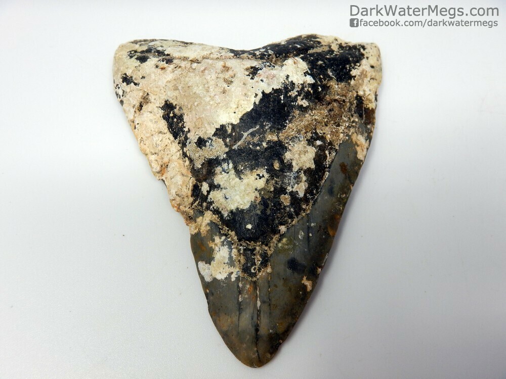 4.16&quot;  uncleaned megalodon fossil