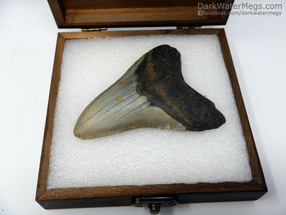 3.72&quot;  beautiful Megalodon  fossil in box