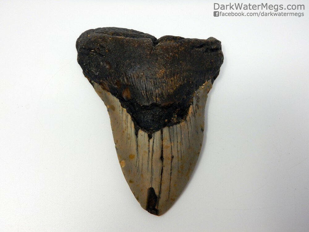5.15&quot;  Pinched Megalodon Fossil